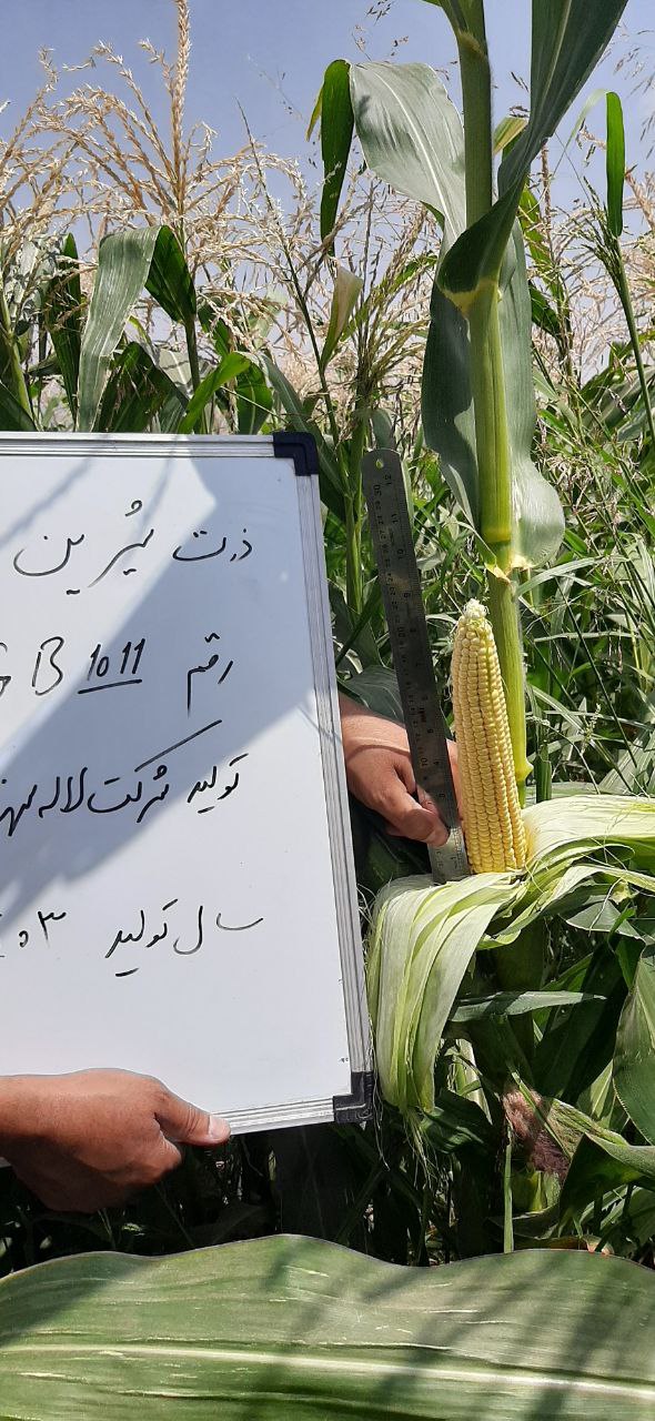 بذر ذرت شیرین هیبرید، رقم تفتان (GB1011)