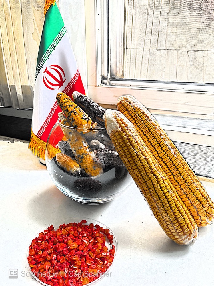 بذر ذرت رقم بی کی 65